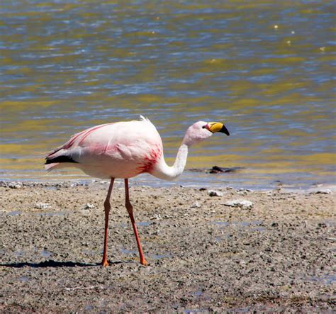 Best Andean Flamingo Stock Photos, Pictures & Royalty-Free Images - iStock