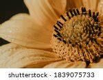 Yellow flower with a dark core image - Free stock photo - Public Domain photo - CC0 Images