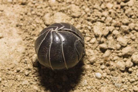 8 Fascinating Facts About the Playful-Looking Roly-Poly