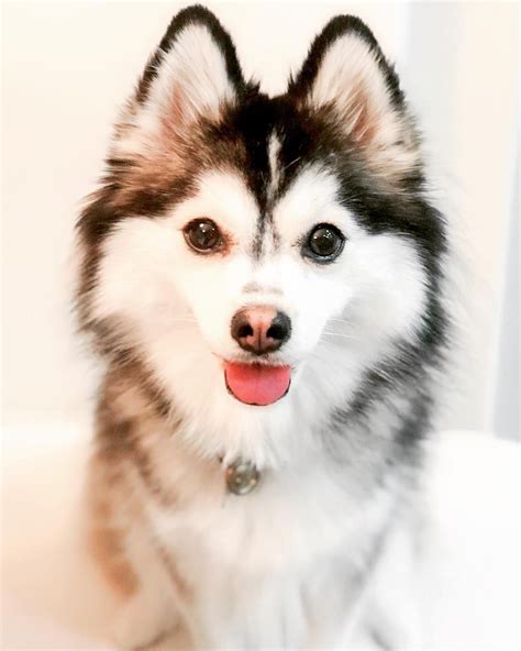 Pomsky Dog Breed Information & Pictures | Pomeranian Husky Mix | Pomsky dog, Pomsky puppies, Pomsky