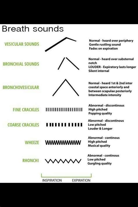 breath sounds. | Nursing school tips, Nursing assessment, Nursing ...