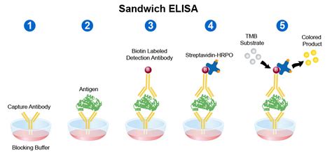 Sandwich ELISA Protocol Guide | Leinco Technologies