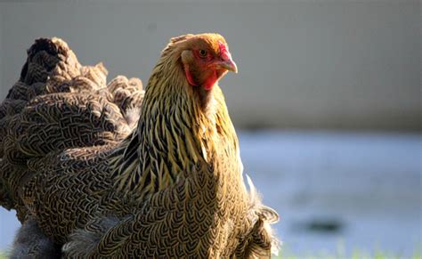 Poule Brahma, la plus grosse des poules d'ornement