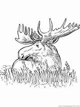 Moose Outline Coloring Pages sketch template
