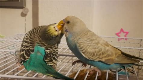 Parrot's feeding - YouTube