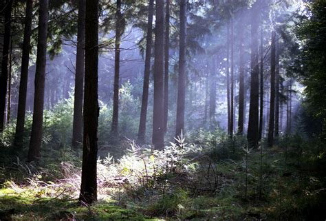 dark forest | made with an Analog Nikon F3 Camera. Soligor C… | Flickr