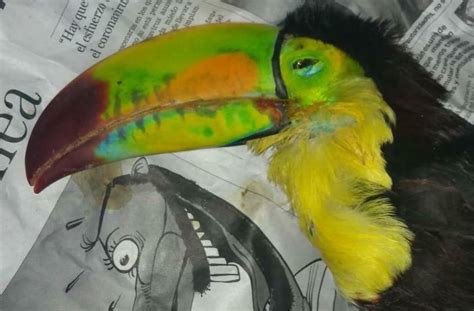 State Government denounces death of toucan before Profepa - The Yucatan ...