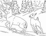 Deer Hunting Coloring Pages sketch template