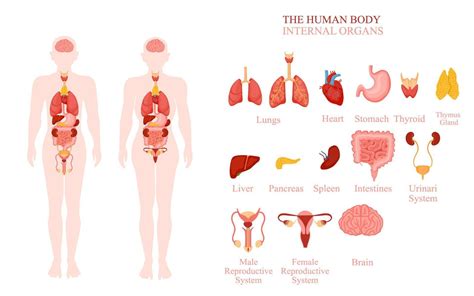 illustration des organes internes du corps humain 10356914 Art vectoriel chez Vecteezy