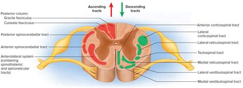 Image result for spinal cord | Spinal cord, Nervous system anatomy, Human body activities