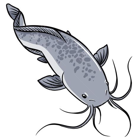 Catfish Fishing Galatama, Catfish, Catfish Fishing, Pescado PNG and Vector with Transparent ...