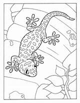 Dibujos De Gecko Para Colorear E Imprimir– ColoringOnlyCom sketch template
