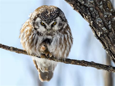 Boreal Owl Bird Facts (Aegolius funereus) | Birdfact