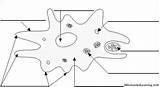 Unlock The World Of Protists With Our Coloring Sheet Answer Key sketch template