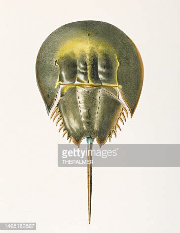 Atlantic Horseshoe Crab Chromolithograph 1843 High-Res Vector Graphic ...