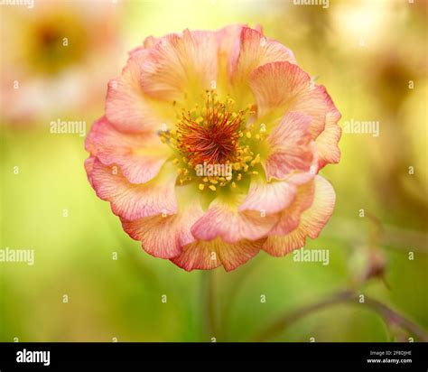 Pollination series hi-res stock photography and images - Alamy