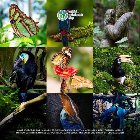 World Rainforest Day - 22 June 2020 | Convention on Biological Diversity