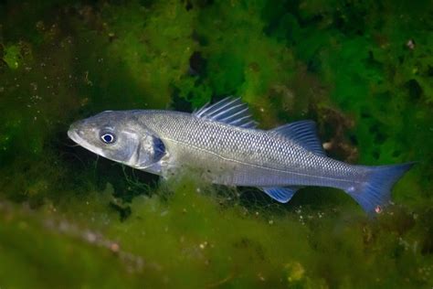 Bar commun (Loup de mer) • Dicentrarchus labrax • Fiche poissons