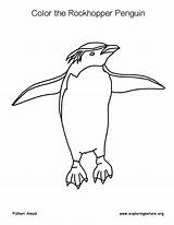 Penguins Coloring Adelie Black Footed Emperor Yellow Eyed  sketch template