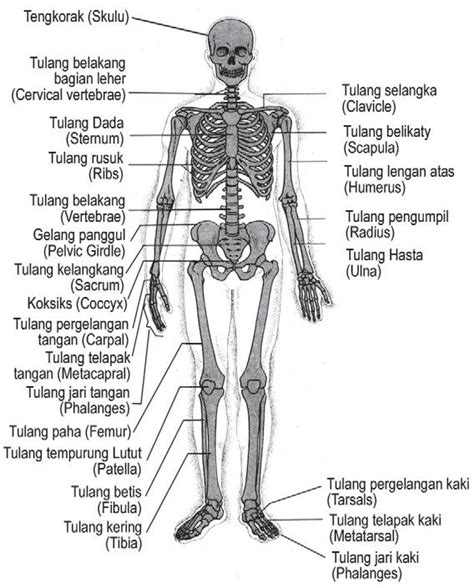 Struktur Dan Fungsi Rangka Manusia - Jendela Dunia