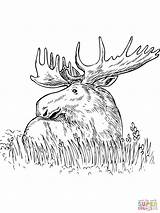 Moose Sitting In A Grass coloring page  Free Printable Coloring Pages sketch template