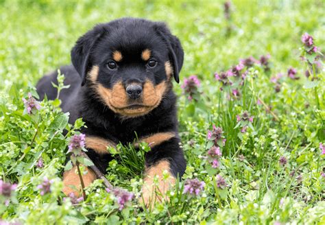 Rottweiler Price List: How Much Is A Rottweiler Puppy? - Marvelous Dogs