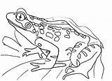 Free Printable Frog Coloring Pages For Kids sketch template