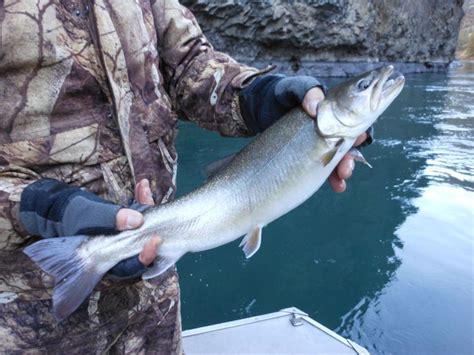 Fishing Lake Billy Chinook in winter | GO! Magazine | bendbulletin.com