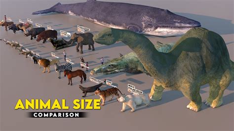 Animal Size Comparison 3D | Biggest Animal - YouTube