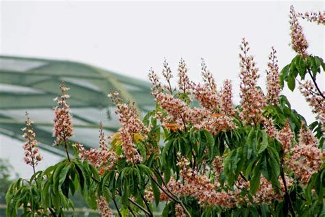 Buckeye or Horse Chestnut Green Leaves Stock Photo - Image of green ...