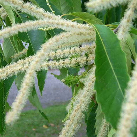 The Current State of American Chestnut Tree Conservation