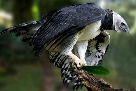 The harpy eagle (Harpia harpyja) is a neotropical species of eagle. It is also called the ...