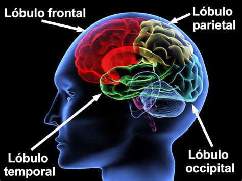 Parties du cerveau - Enjeux De Mots