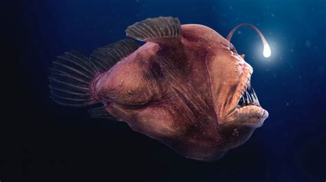 How Are Angler Fish Adapted To Their Environment? - Uniliroc