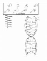 Dna Double Helix Coloring Worksheet Sketch Page sketch template