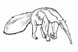 Anteater Drawing Coloring Clipart Rainforest Ant Animals Clip Pages Zoo  sketch template