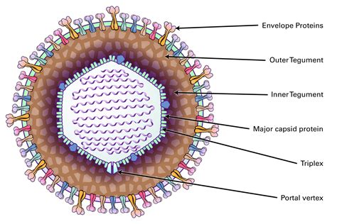 Herpesvirus Structure