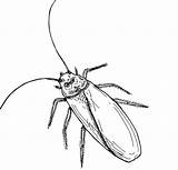 Martina The Beautiful Cockroach Coloring Pages sketch template