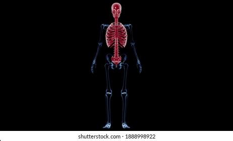 Human Skeleton Axial Skeleton Anatomy 3d Stock Illustration 1888998922 ...