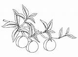 30  Peaches Coloring Pages Free Printable PDF & Online sketch template