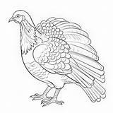Página De Colorear Pavo Realista Para Niños Libro 39s  sketch template
