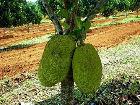 Agriculture Is Our Business: Nangka Madu - Update Julai 2010