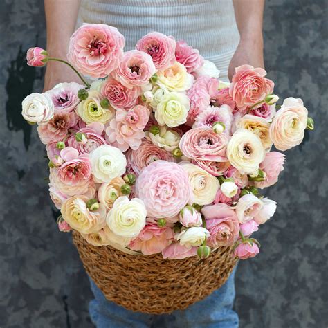 Ranunculus Bulbs | Shop 51 Varieties | Eden Brothers