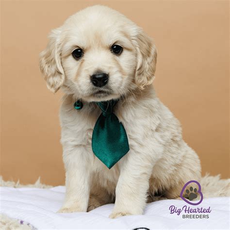 Golden Cocker Retriever- Golden Retriever Cocker Spaniel Mix