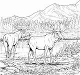 Moose Coloring Pages  Free Printable Coloring For Kids sketch template