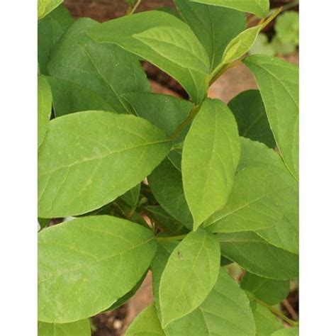 Northern Spicebush Spicewood Benjamin Bush Shrub Long Life - Etsy