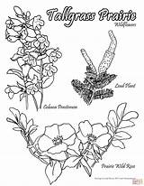 Tallgrass Prairie Wildflowers coloring Page  Free Printable Coloring Pages sketch template