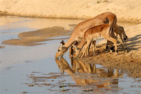 herd of gazelle free image | Peakpx