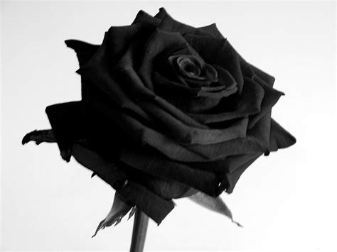 Black Rose Full HD Wallpaper and Background Image | 3072x2304 | ID:541057