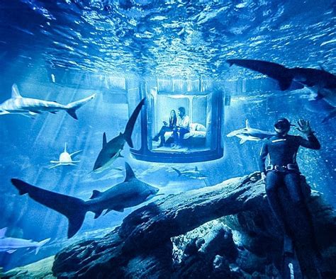 Shark Aquarium Underwater Bedroom